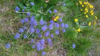 Flores